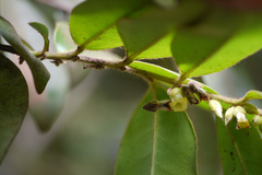 Diospyros angustifolia